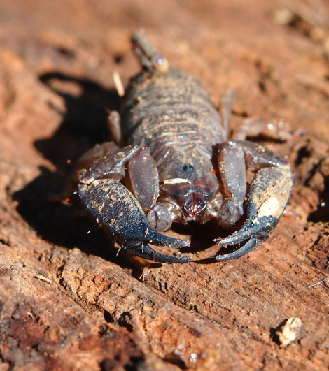 Australian Rainforest Scorpion. (Image: Mark Marathon/Wikimedia Commons)